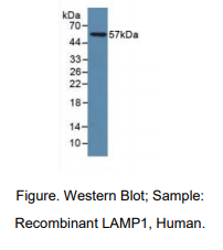 人溶酶体关联膜蛋白1(LAMP1)多克隆抗体