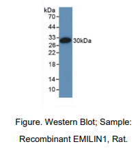 大鼠弹性蛋白微原纤维界面因子1(EMILIN1)多克隆抗体