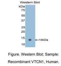 人含V-Set域T-细胞激活抑制因子1(VTCN1)多克隆抗体