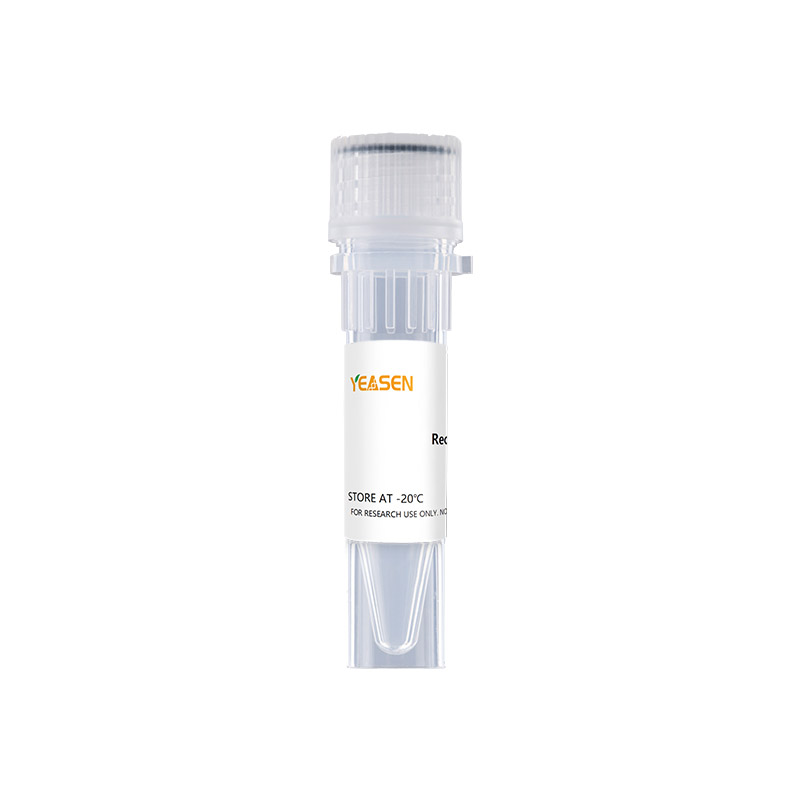 MonoMethyl-Histone H3 (Arg2) Rabbit mAb