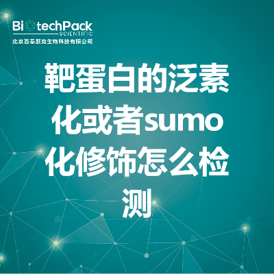 靶蛋白的泛素化或者sumo化修饰怎么检测