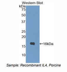 猪白介素4(IL4)多克隆抗体