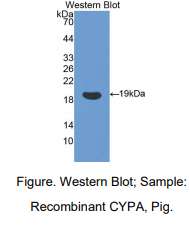 猪亲环素A(CYPA)多克隆抗体