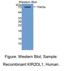 人杀伤细胞免疫球蛋白样受体2DL1(KIR2DL1)多克隆抗体