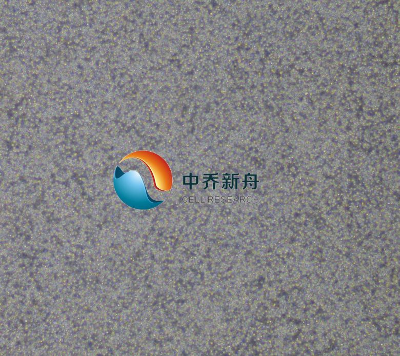 B细胞淋巴瘤