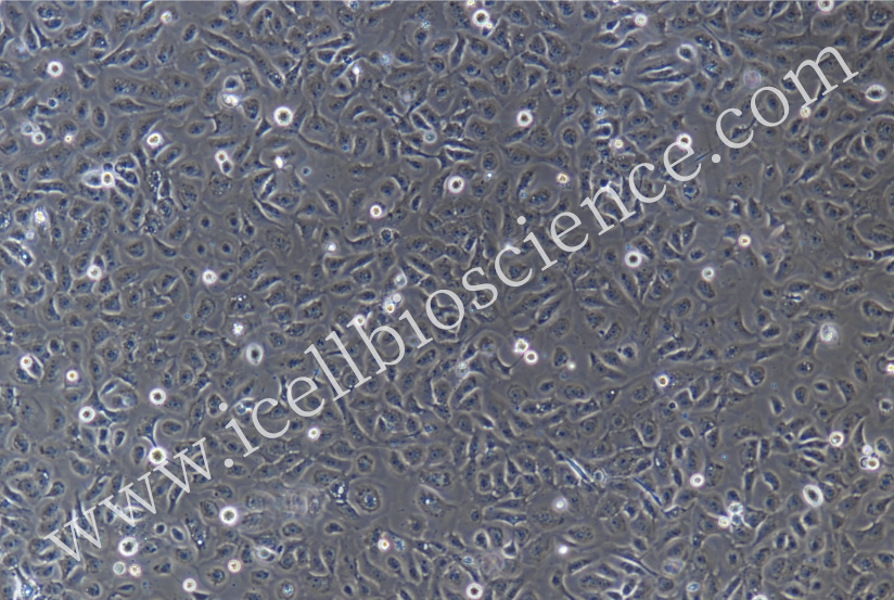 猪气管上皮细胞/猪原代气管上皮细胞/气管上皮细胞/狗原代气管上皮细胞/羊原代气管上皮细胞