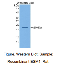 大鼠内皮细胞特异分子1(ESM1)多克隆抗体