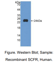 人干细胞因子受体(SCFR)多克隆抗体