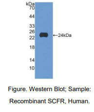 https://msimg.bioon.com/bionline/goods-no-pic.png