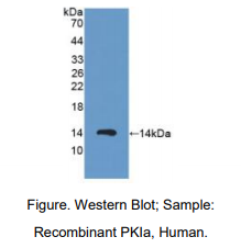 人蛋白激酶抑制因子α(PKIa)多克隆抗体