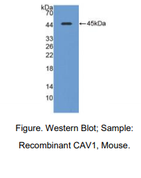 小鼠窖蛋白(CAV1)多克隆抗体