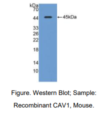 https://msimg.bioon.com/bionline/goods-no-pic.png