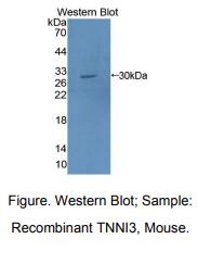 小鼠心肌肌钙蛋白I(cTnI)多克隆抗体