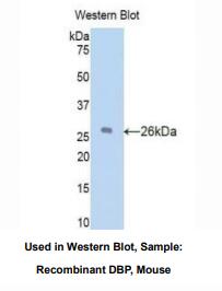 小鼠维生素D结合蛋白(DBP)多克隆抗体