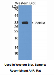 大鼠芳香烃受体(AhR)多克隆抗体