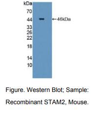 小鼠信号转导衔接分子2(STAM2)多克隆抗体