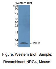 小鼠神经调节素4(NRG4)多克隆抗体