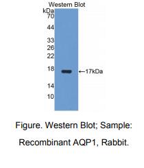 兔水通道蛋白1(AQP1)多克隆抗体