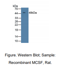 大鼠巨噬细胞集落刺激因子(MCSF)多克隆抗体