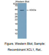 大鼠淋巴细胞趋化因子(XCL1)多克隆抗体