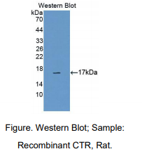 大鼠降钙素受体(CTR)多克隆抗体