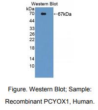 人异戊烯半胱氨酸氧化酶1(PCYOX1)多克隆抗体