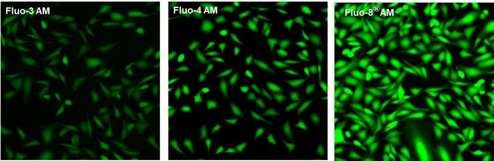 钙离子荧光探针Fluo-8FF, AM