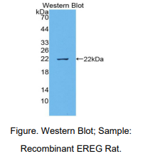 大鼠表皮调节素(EREG)多克隆抗体