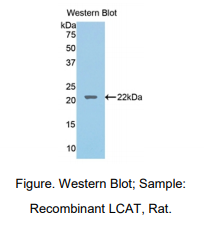 大鼠卵磷脂胆固醇脂酰转移酶(LCAT)多克隆抗体