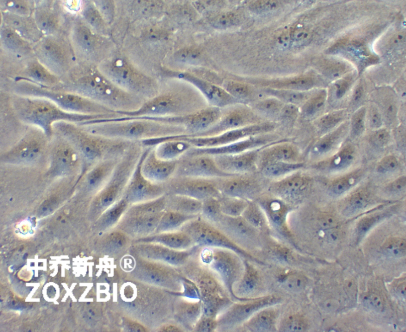 袋鼠肾细胞Pt K1 (NBL-3)