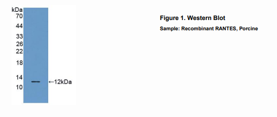 猪调节激活正常T-细胞表达分泌因子(RANTES)多克隆抗体