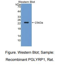 大鼠肽聚糖识别蛋白1(PGLYRP1)多克隆抗体