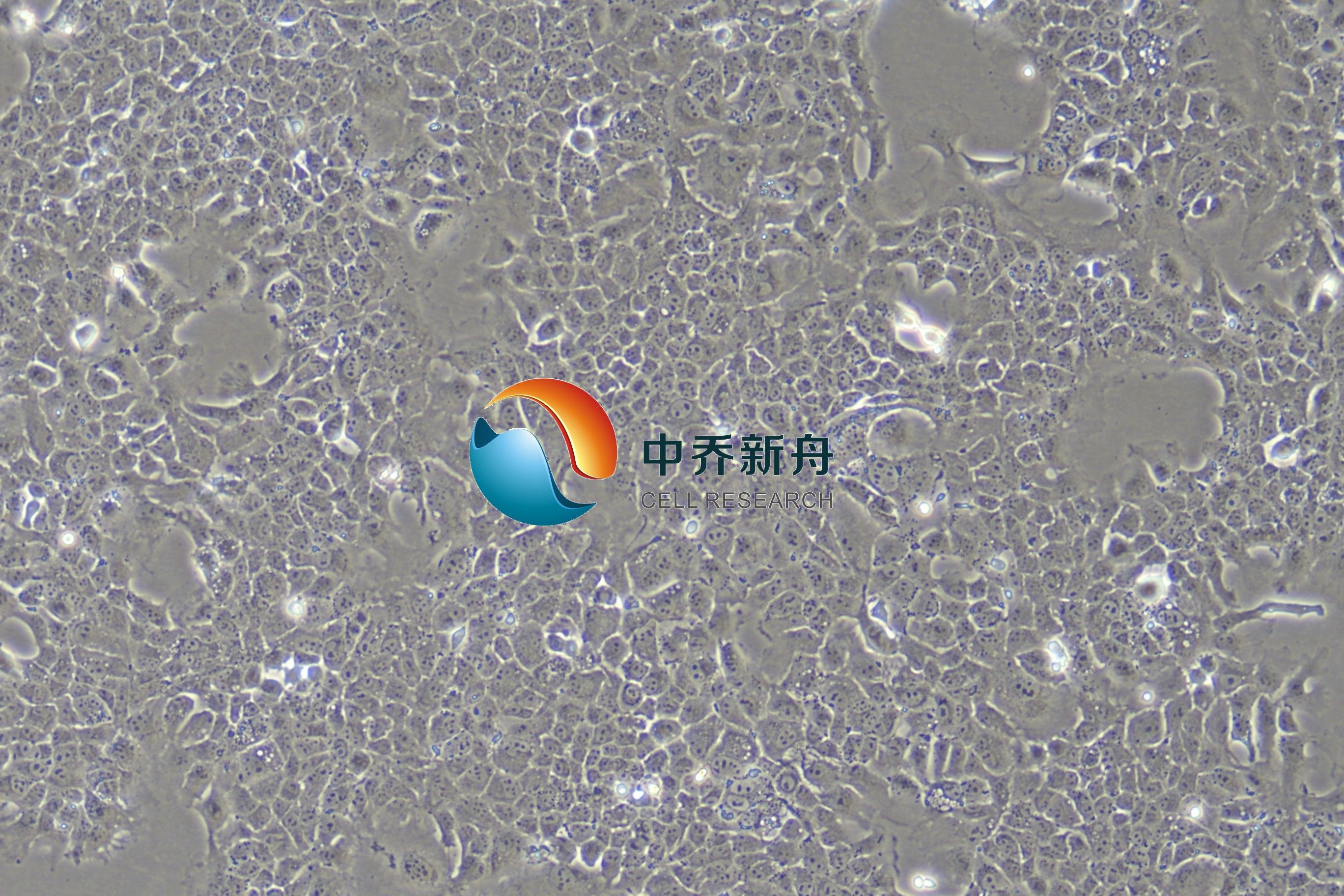 小鼠正常乳腺上皮细胞