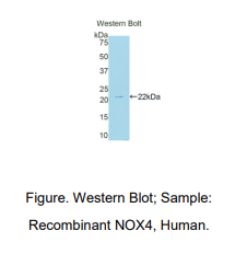 人尼克酰胺腺嘌呤二核苷酸磷酸氧化酶4(NOX4)多克隆抗体