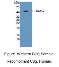 人补体成分8γ(C8g)多克隆抗体
