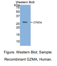 人颗粒酶A(GZMA)多克隆抗体