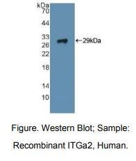 人整合素α2(ITGa2)多克隆抗体
