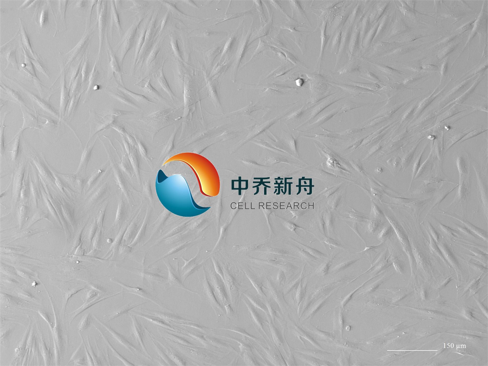 人胃成纤维