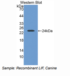 犬白血病抑制因子(LIF)多克隆抗体