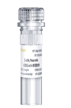β-actin,Mouse mAb 小鼠抗β-actin单克隆抗体