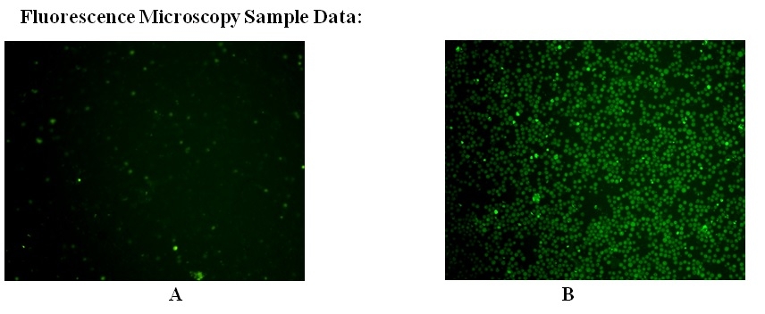 Cell Meter活细胞Caspase 9结合分析试剂盒 *绿色荧光*