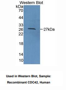 人细胞分裂周期因子42(CDC42)多克隆抗体