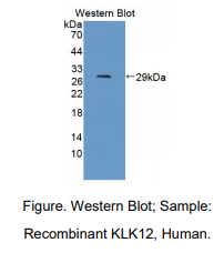 人激肽释放酶12(KLK12)多克隆抗体