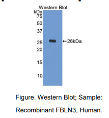 人衰老关键蛋白3(FBLN3)多克隆抗体