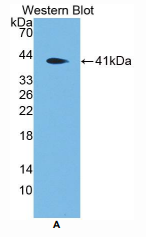 小鼠防御素α4(DEFa4)多克隆抗体