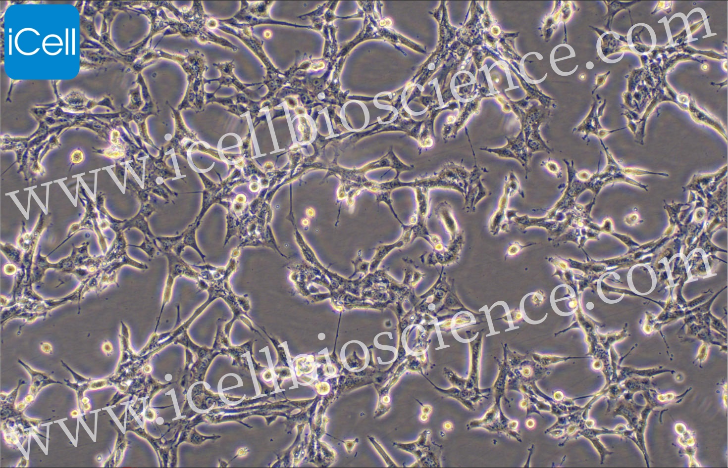 https://img.medsci.cn/5f561f9d1966c8a40c069b97fcac23b82666d7612246dbae75064de0bed04333.png