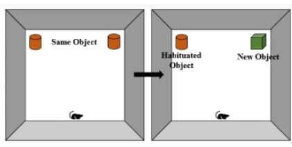小鼠新事物识别实验