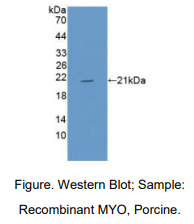 https://msimg.bioon.com/bionline/goods-no-pic.png