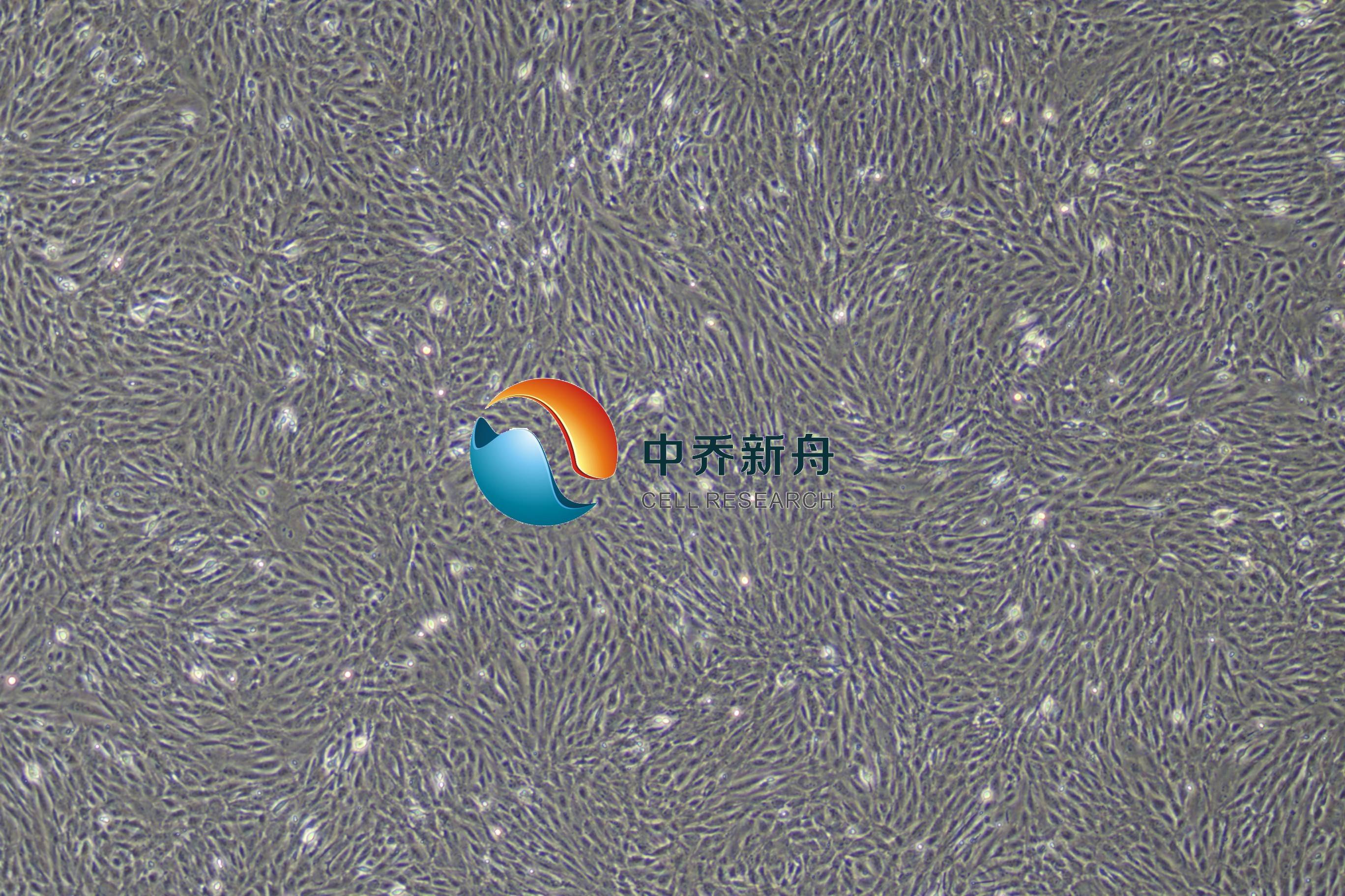 原代兔肝外胆管上皮细胞