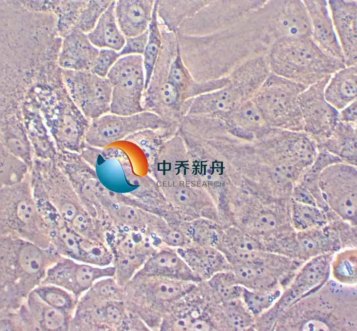 人胰腺癌细胞系